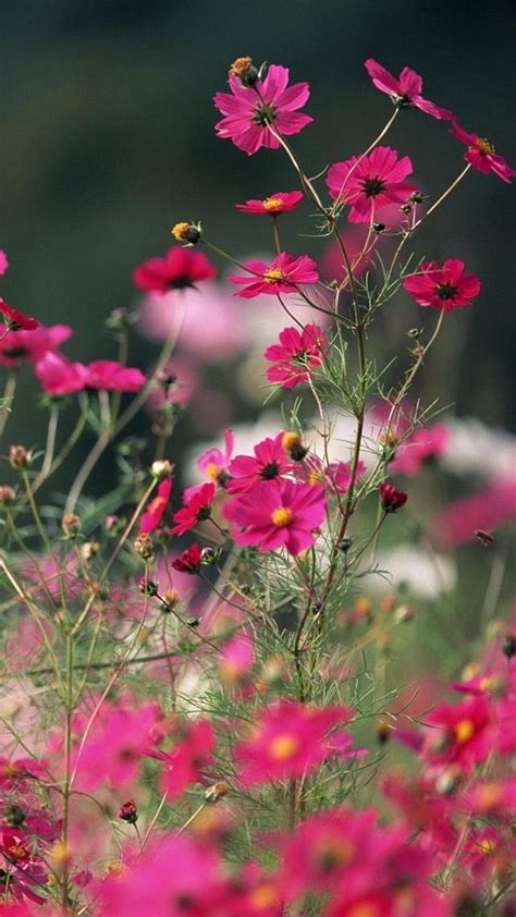 We hope you enjoy our rising collection of aesthetic wallpaper. Aesthetic Laptop Backgrounds Flowers - Flower Aesthetic ...