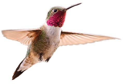 Hummingbird Png Transparent Image Download Size 779x530px