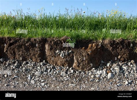 Soil And Grass Cross Section Stock Photo Alamy