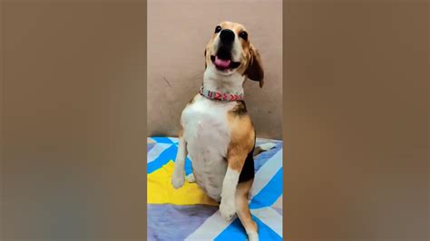 Beagle Dog Sitting Position Sit On Two Legs Youtube