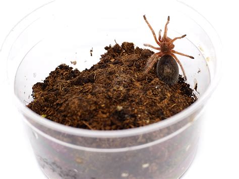 How To Keep Spiders As Pets Scout Life Magazine