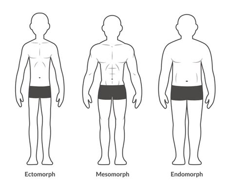 Endomorph Ectomorph Mesomorph Whats The Difference MaxedMuscle