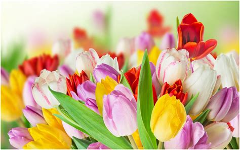 Spring Tulips Colorful Flowers Hd Wallpaper 9hd Wallpapers