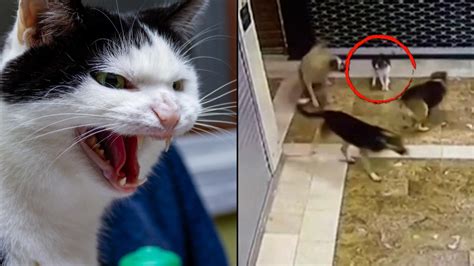 Dogs Attack Cat Video Reddit Cat Meme Stock Pictures And Photos
