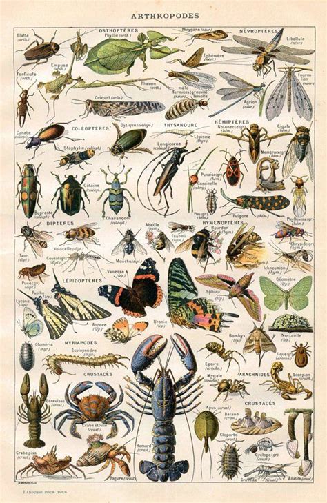 Vintage Natural History Print Arthropodes Insect Collection Antique
