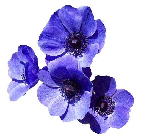 Purple Flower Png Transparent Image Pngpix