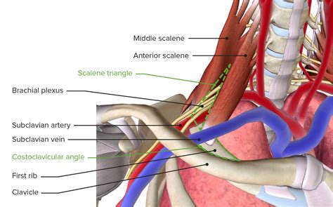 Arterial Supply To The Upper Limb Subclavian Brachial Teachmeanatomy The Best Porn Website