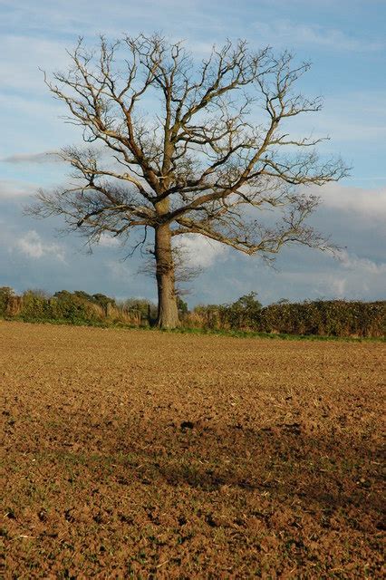 Dead Oak Tree Near Mitre Farm © Philip Halling Geograph Britain And