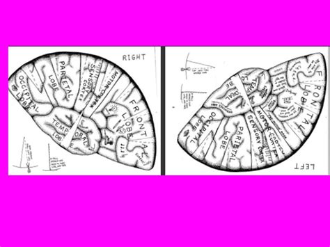 You could buy guide make up your mind brain cap activity or acquire it as soon as feasible. This is a black and white template for another Brain Hat ...