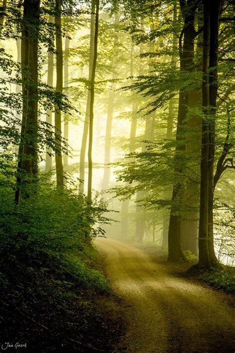 Road To The Light Morning Myst In The Woods Just Love Nature