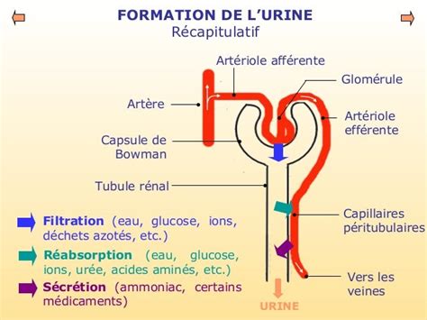 Formation Urine Primitive Urine Primitive Et Définitive Turjn