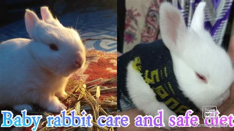 Best Diet And Care Tips For Baby Rabbits Youtube