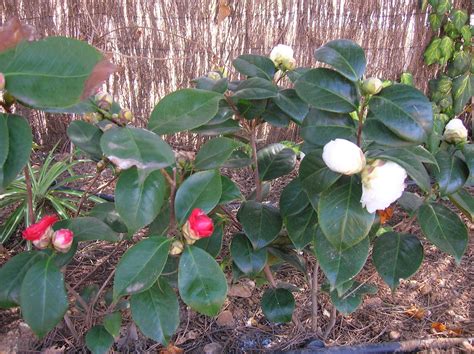 Jego kształtny zwyczaj, przystojna, lśniąca roślinność i bajeczne kwiaty. Recregarden: CAMELLIA JAPONICA