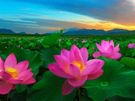 ❤ get the best pink flower wallpaper on wallpaperset. Flower Pictures Pink Flowers And Green Leaves Traditional ...