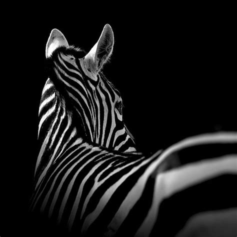 Black And White Animal Portraits In Breathtaking Detail Twistedsifter