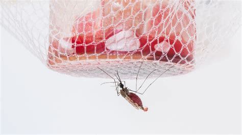 Promising Malaria Drug Has A Striking Drawback Blue Urine The New