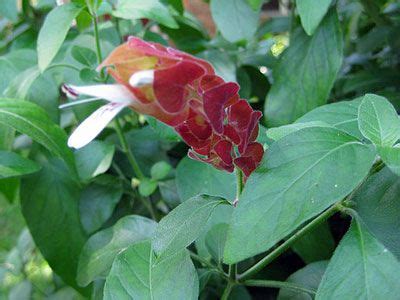 Here are a couple of my coleus brightening up the garden right now. Shrimp plant flower, can be grown throughout Florida and ...