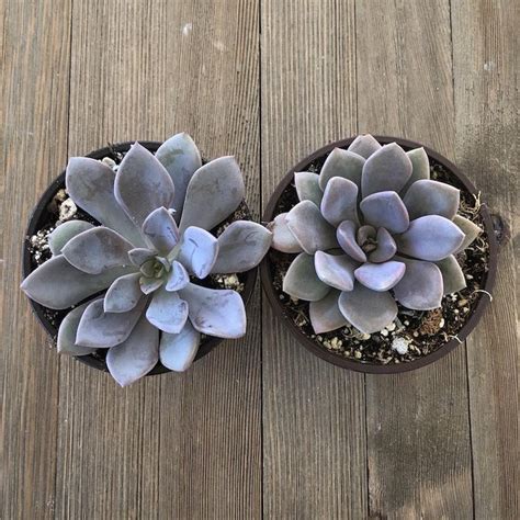 4 Inch Succulents For Sale Online Harddy