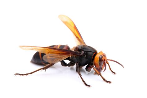 Stinging Insects Guide Pest Control Wv Pa Md Va — Gladhill Services