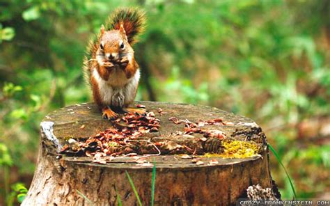 Spring Animals Desktop Wallpaper ·① WallpaperTag