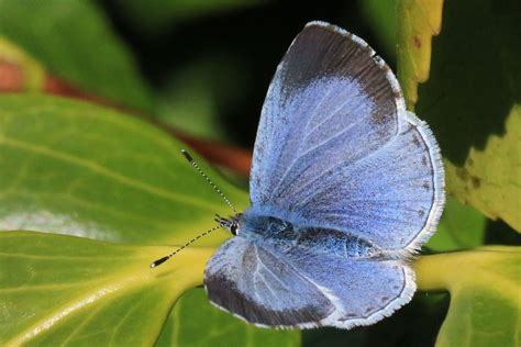 Holly Blue Celastrina Argiolus Big Butterfly Butterfly Photos Types