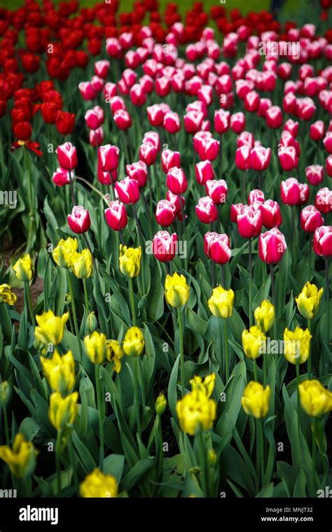 Beautiful Colorful Red Tulips Flowers Bloom In Spring Gardendecorative