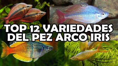 Nano era un pez que vivía en un pequeño río, nano era especialmente guapo, tenía todos los colores del arcoiris. Las 12 VARIEDADES del PEZ ARCO-IRIS | POR COLOR | PEZ ...