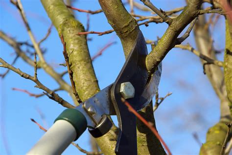 Winter Pruning Helps Trees And Shrubs Stay Healthy In Harmony