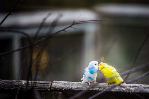 Check spelling or type a new query. Love Birds 4k, HD Birds, 4k Wallpapers, Images ...