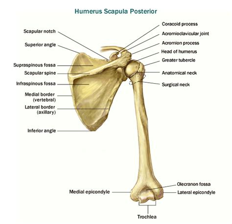 Clavicle Landmarks Scapula Parts Click Here To View List Of