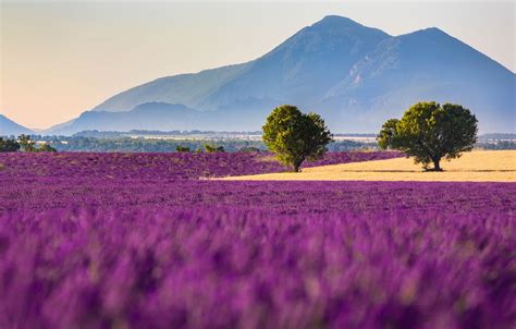 Free Download Wallpaper Field Flowers Mountains France Lavender