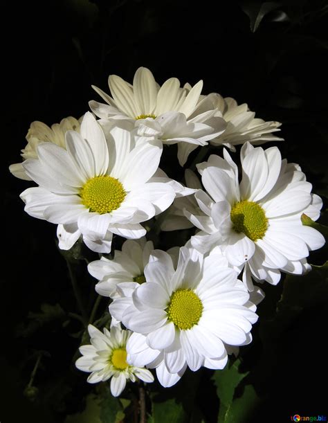 I fiori bianchi amano generalmente gli ambienti freschi e le zone in ombra (mughetto) o a mezz'ombra (gardenia, anemone e magnolia). Fiori Bianchi Con Centro Giallo