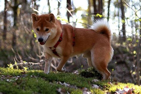 Ras Anjing Jepang Yang Harus Anda Ketahui Anjingpedia