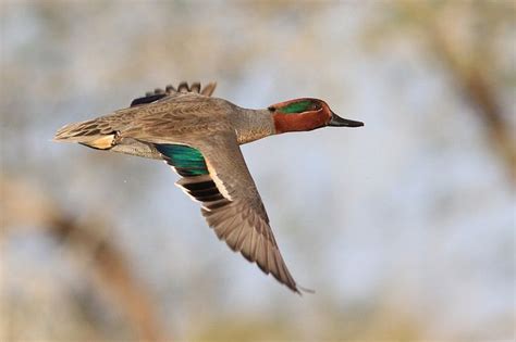 Green Winged Teal By Reptileexperts Via Flickr Wildlife Animals