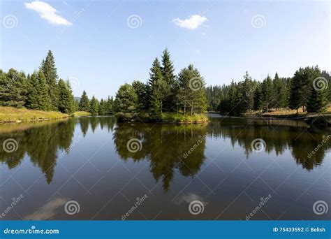 Mountain Lake With Pine Tree Forest Stock Photo Image Of August