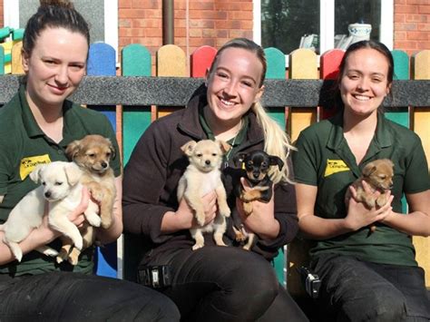 How Many Dogs Have Dogs Trust Rehomed
