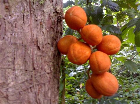 A.hutan khatulistiwa b.hutan paya c.hutan pantai d.hutan gunung. Daftar Macam Macam Flora Identitas Provinsi di Indonesia ...