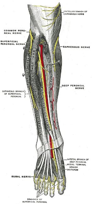 Anatomy Bony Pelvis And Lower Limb Calf Common Peroneal Nerve Common