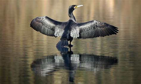 Great Cormorant Photo And Image Nature Bird Animals Images At Photo
