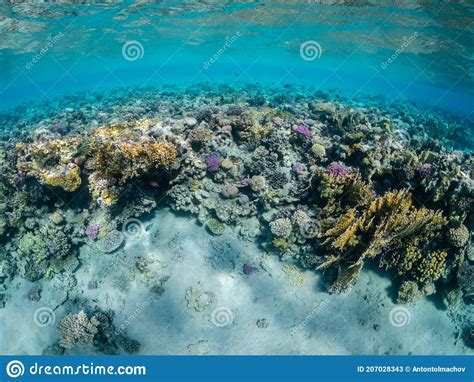 Underwater View Of Amazing Coral Reef In Red Sea Stock Image Image Of