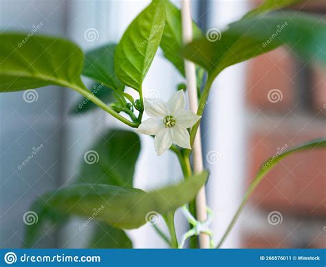 Closeup Of The White Flower Of A Chili Pepper Plant Stock Image Image