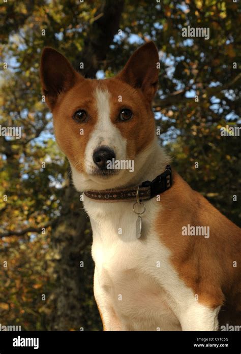 The Ancient Central African Breed Of Hunting Dog The Basenji An