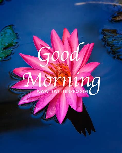 Lotus Flower Good Morning Quotes Best Flower Site