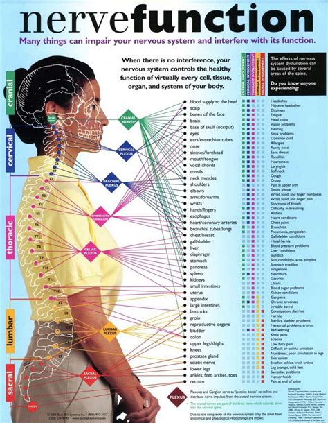 nerve function chart chiropractic care massage therapy health and wellness