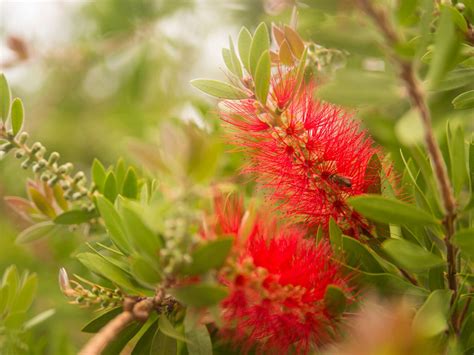More images for bottle brush tree pruning » Bottlebrush Plant Pruning And Care: How To Grow A Bottlebrush