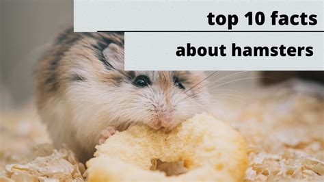 10 Facts About Hamsters Youtube