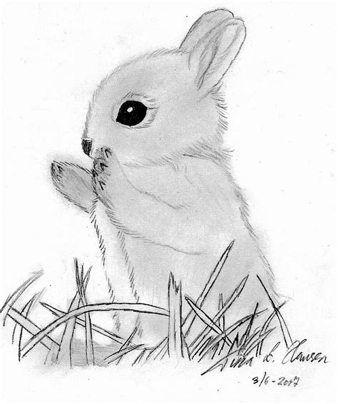 Baby Bunny By Superzebra On Deviantart In 2021 Easy Bunny Drawing