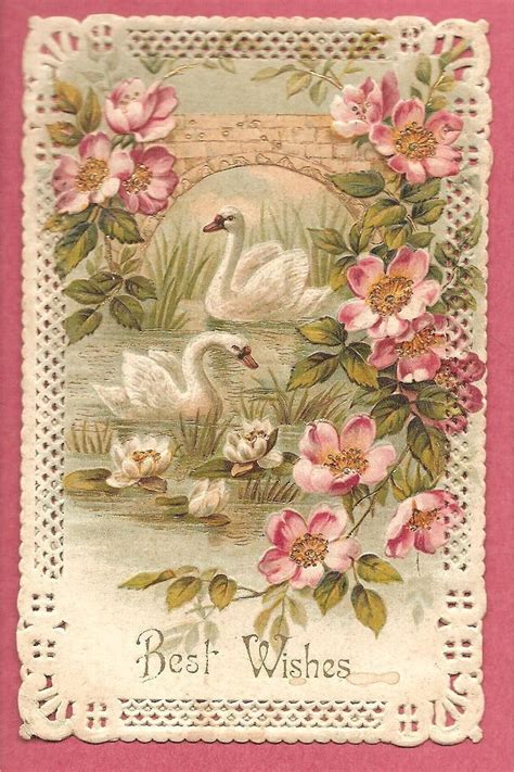 Pin By Laura Kracht On Birds Antique Postcard Vintage Greeting Cards