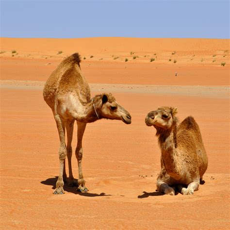 Photograph by eric dragesco, nature picture library. Tour Operator in Oman: Desert Camels Adventure Tours