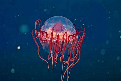 Mbari Researchers Discover New Species Of Deep Sea Crown Jellyfish In